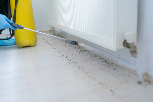 Best Wasp Removal Services  in Alice, TX